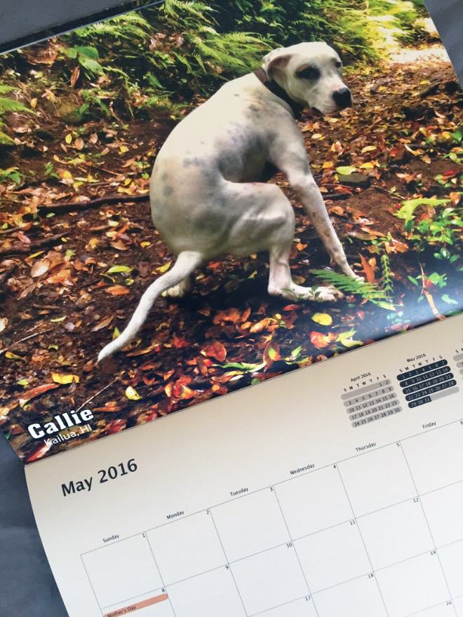 Der Kackende Hunde Kalender zum Scheißen schön! SLEAZEMAG